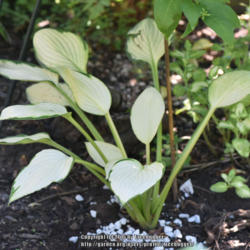Location: My garden in N E Pa. 
Date: 2016-08-19
Hosta by mid-August almost pure white foliage with thin green edg