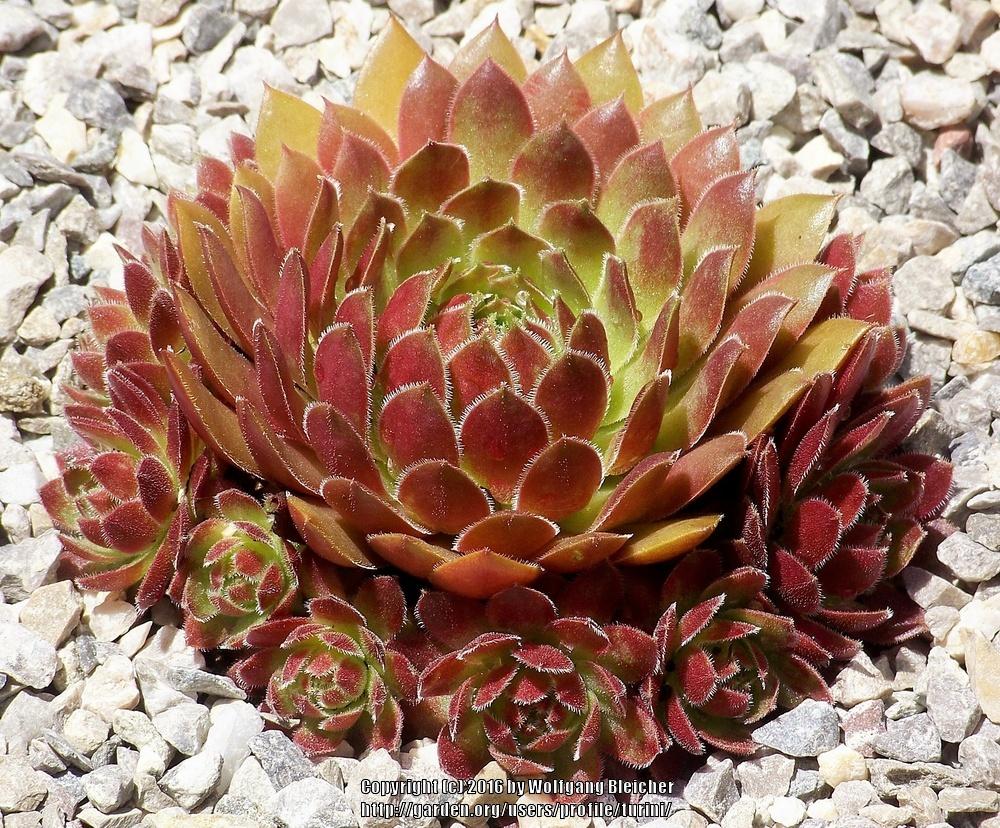 Photo of Hen and Chicks (Sempervivum 'Sizzling Sue') uploaded by turini
