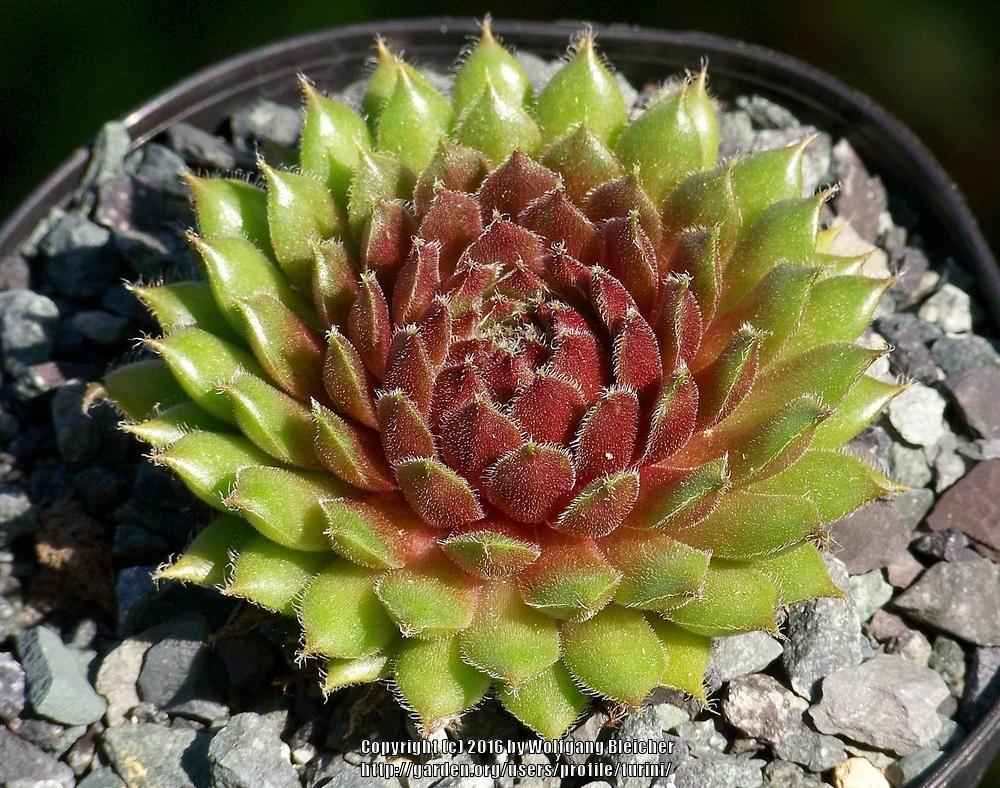 Photo of Hen and Chicks (Sempervivum 'Björn') uploaded by turini