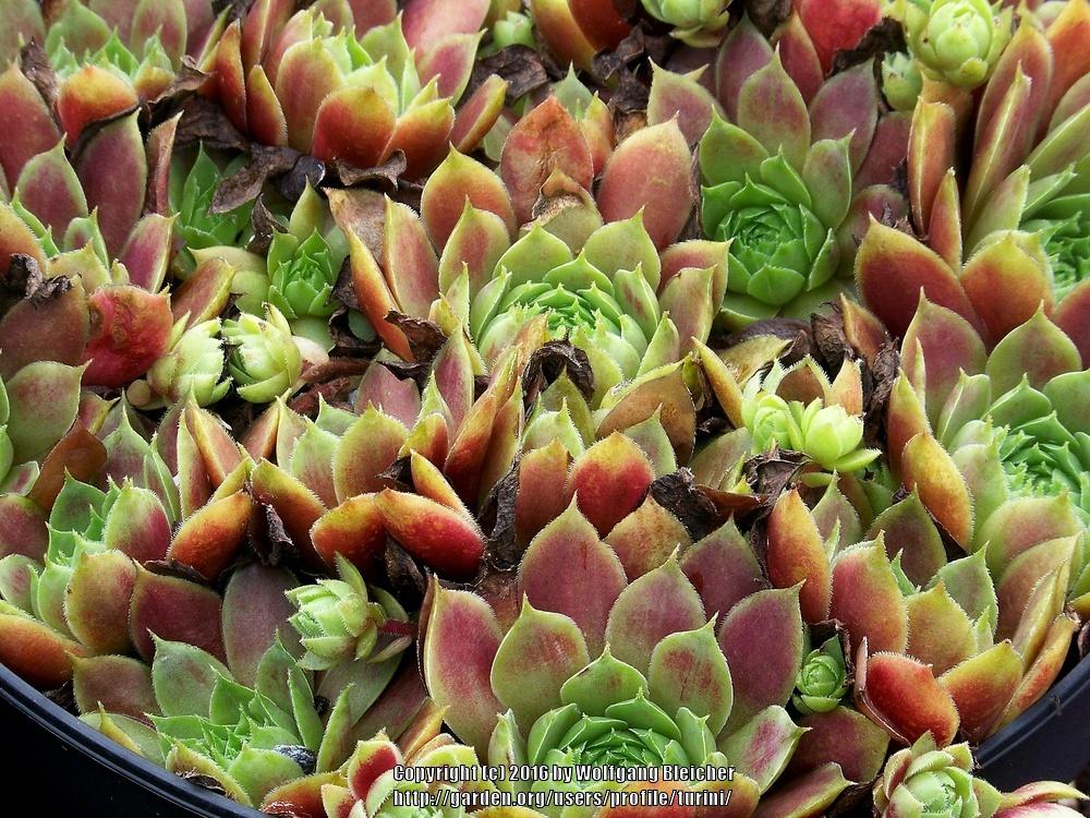 Photo of Hen and Chicks (Sempervivum 'Hanne') uploaded by turini