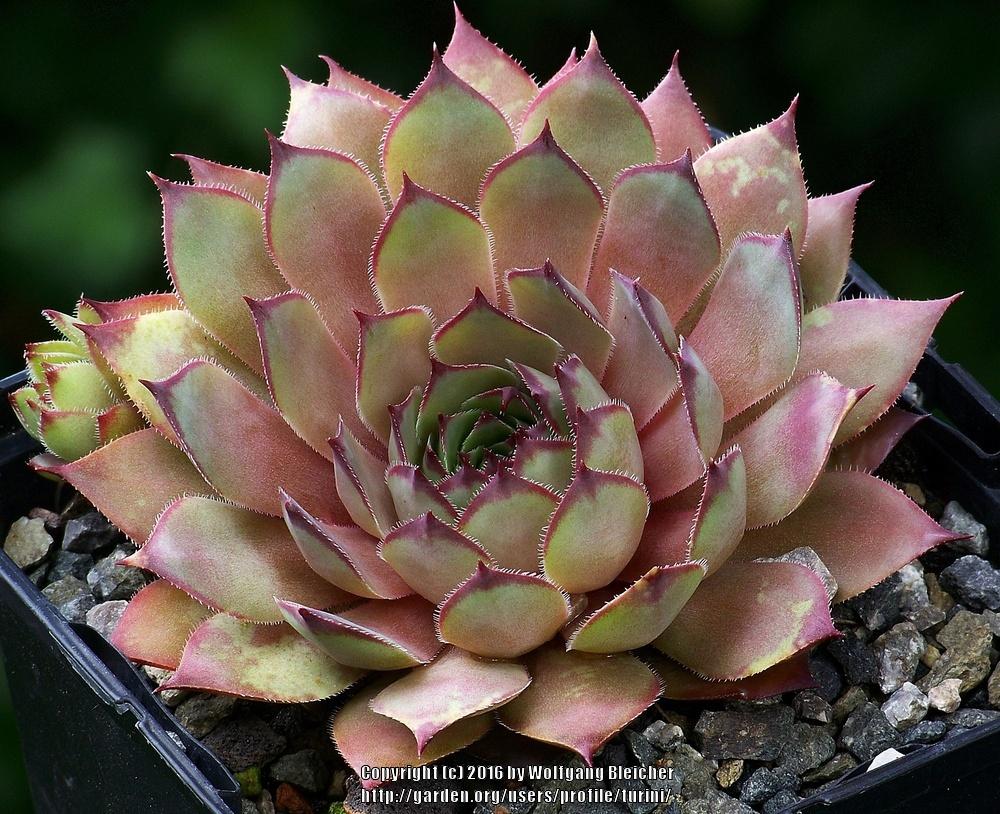 Photo of Hen and Chicks (Sempervivum 'Angelique') uploaded by turini