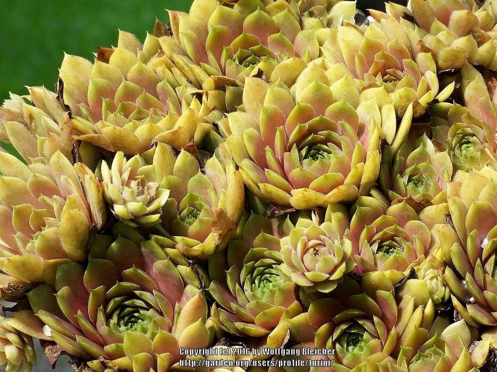 Photo of Hen and Chicks (Sempervivum 'Sun Waves') uploaded by turini