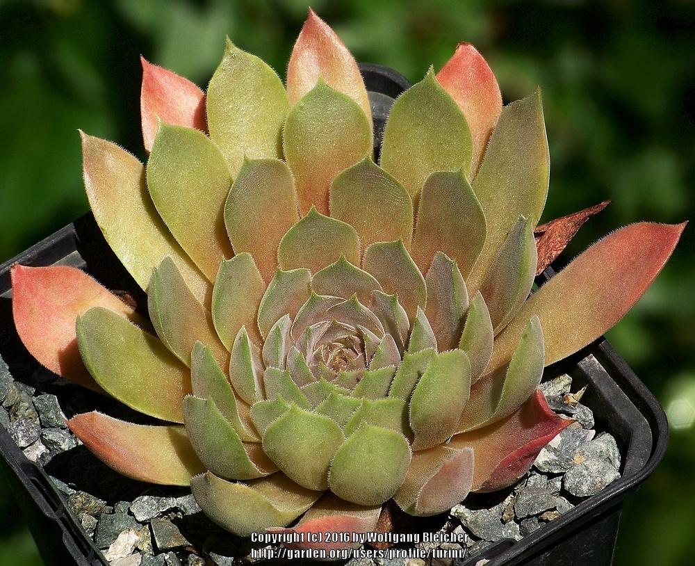 Photo of Hen and Chicks (Sempervivum 'Carneus') uploaded by turini