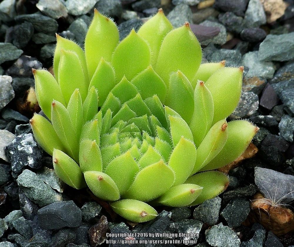 Photo of Hen and Chicks (Sempervivum ispartae) uploaded by turini