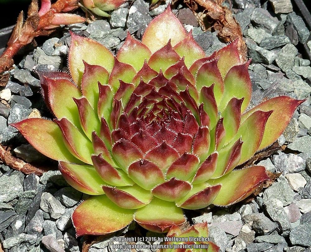 Photo of Hen and Chicks (Sempervivum 'Fire Glint') uploaded by turini