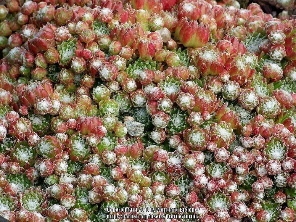 Photo of Hen and Chicks (Sempervivum 'Alex') uploaded by turini