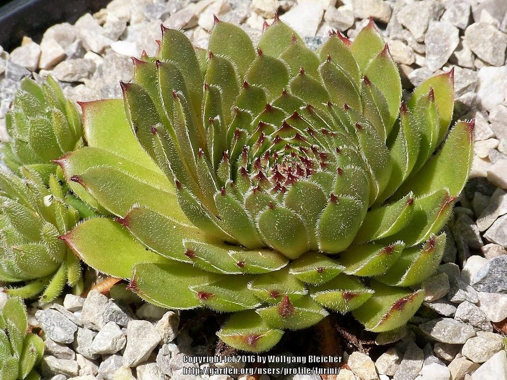 Photo of Hen and chicks (Sempervivum 'Papucchini') uploaded by turini