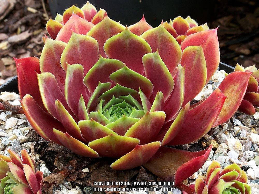 Photo of Hen and Chicks (Sempervivum 'Grunrand') uploaded by turini
