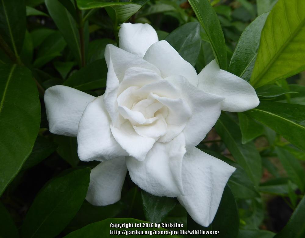 Photo of Gardenia (Gardenia jasminoides 'August Beauty') uploaded by wildflowers