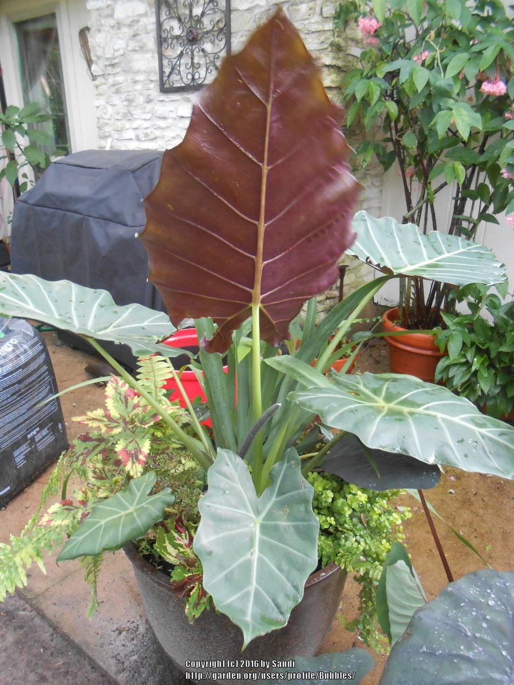 Photo of Elephant's Ear (Alocasia 'Mayan Mask') uploaded by Bubbles