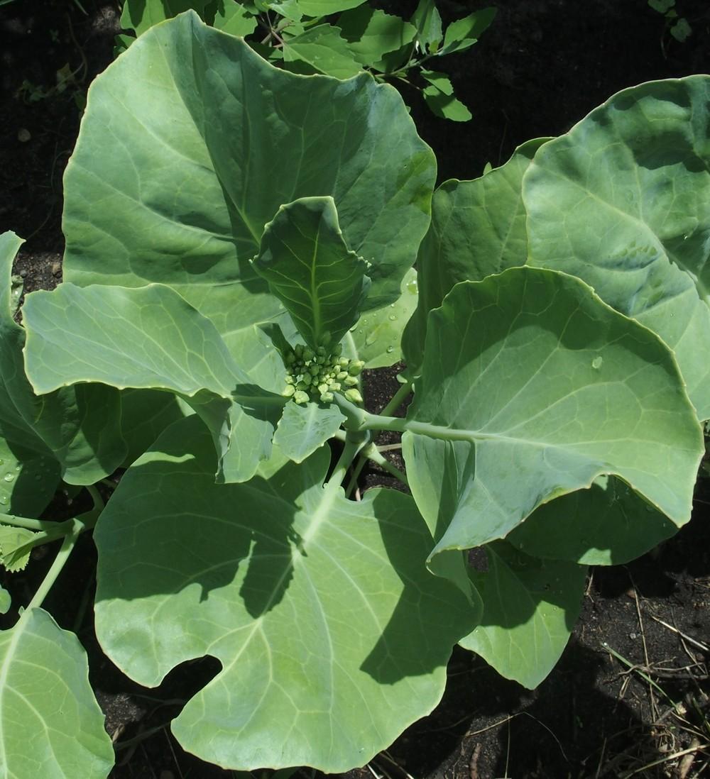 Photo of Chinese Broccoli (Brassica oleracea var. alboglabra 'Green Lance') uploaded by Cyclaminist
