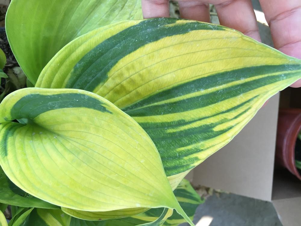 Photo of Hosta 'Jewel of the Nile' uploaded by SpringGreenThumb