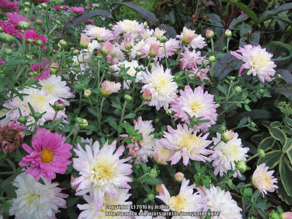Photo of Chrysanthemum 'Snowscape' uploaded by foraygardengirl