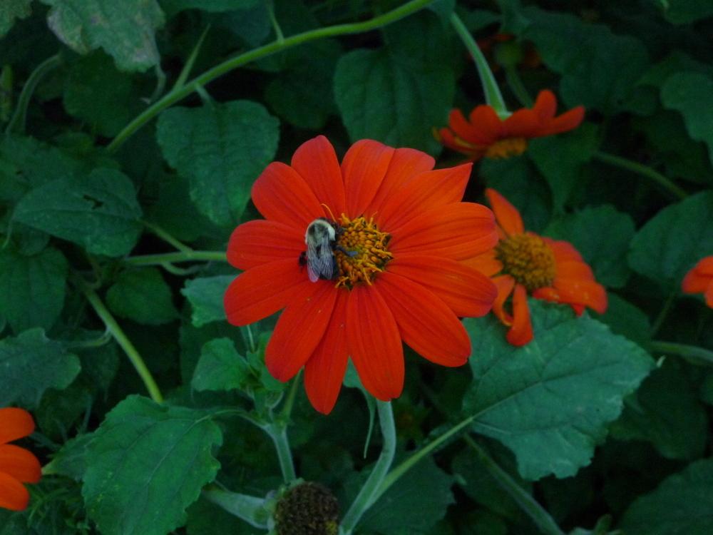 Photo of Mexican Sunflower (Tithonia rotundifolia 'Torch') uploaded by gardengus
