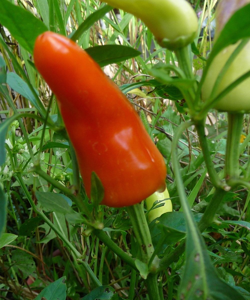 Photo of Sweet Pepper (Capsicum annuum 'Sweet Pickle') uploaded by gardengus