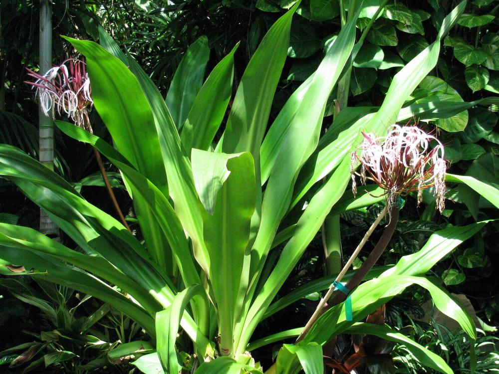 Photo of Crinum 'Queen Emma' uploaded by jmorth