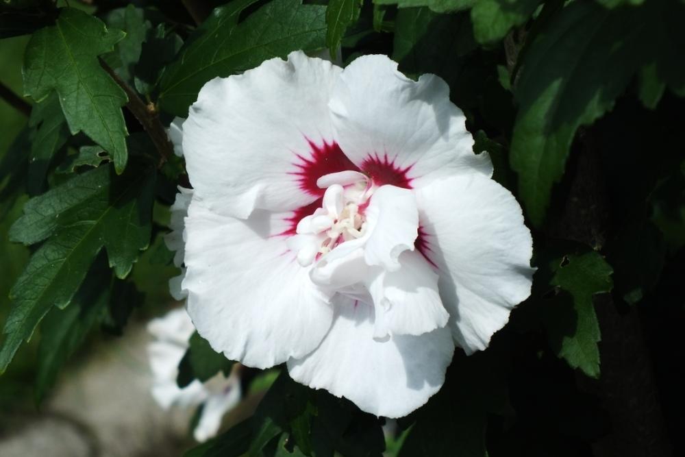 Photo of Hardy Hibiscus (Hibiscus syriacus 'Speciosus') uploaded by sunnyvalley