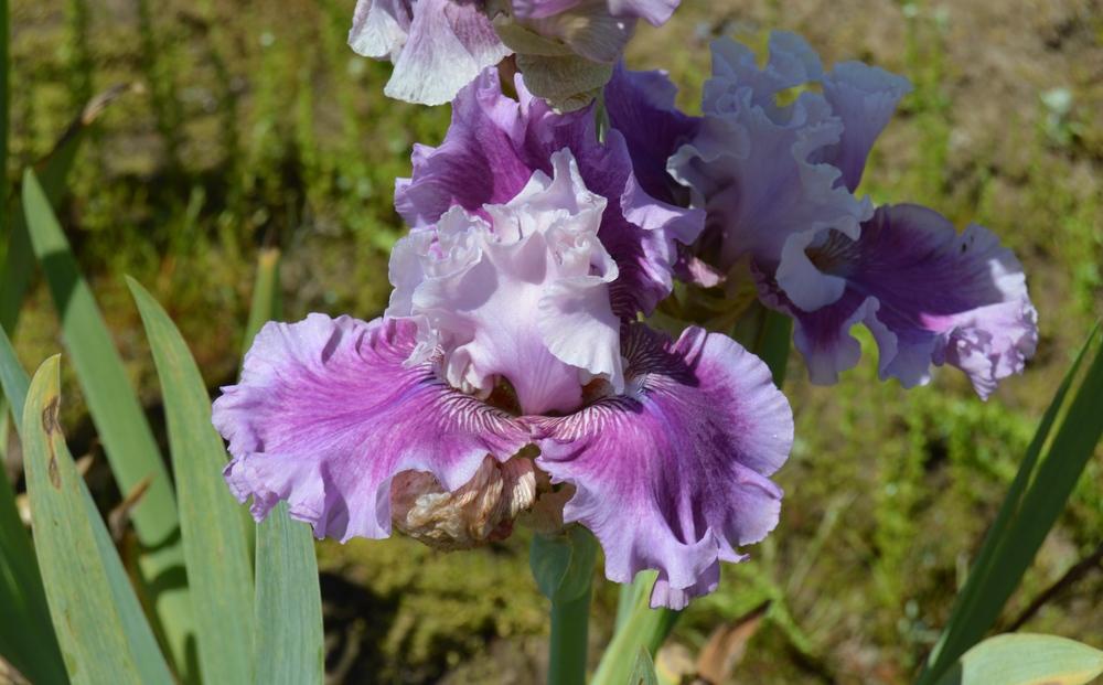 Photo of Border Bearded Iris (Iris 'Absolute Cute') uploaded by KentPfeiffer