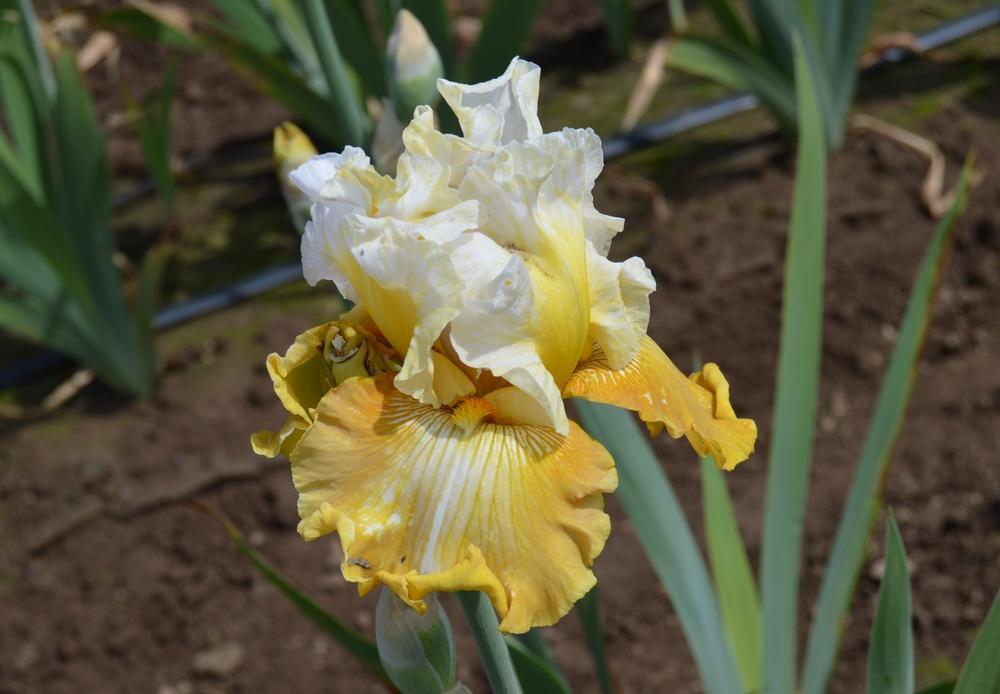 Photo of Tall Bearded Iris (Iris 'Why Be Normal') uploaded by KentPfeiffer