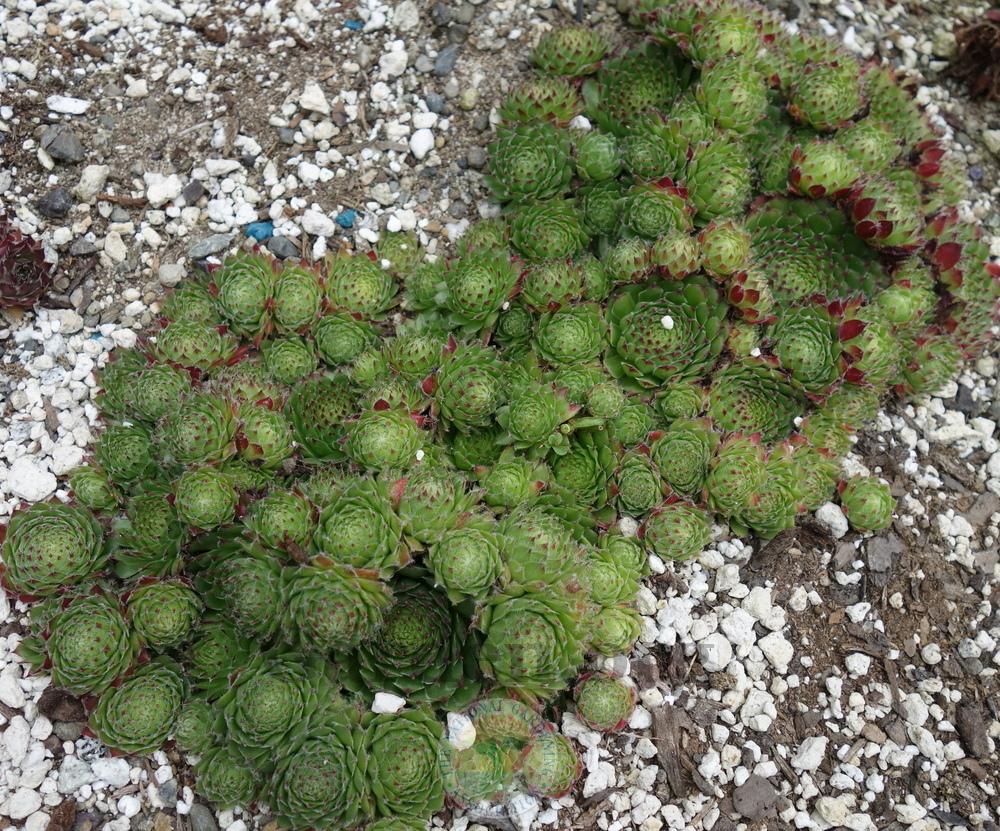 Photo of Hen and Chicks (Sempervivum 'Chrysanthemum') uploaded by springcolor