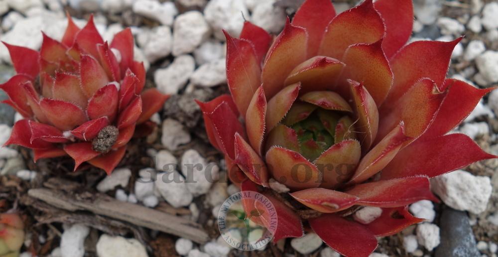 Photo of Hen and Chicks (Sempervivum 'Eminent') uploaded by springcolor