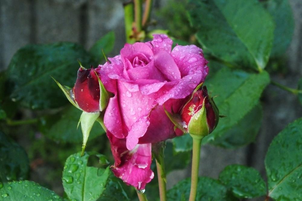 Photo of Rose (Rosa 'Blue Parfum') uploaded by sunnyvalley