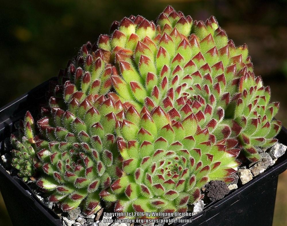 Photo of Hen and chicks (Sempervivum 'Fat Suzie') uploaded by turini