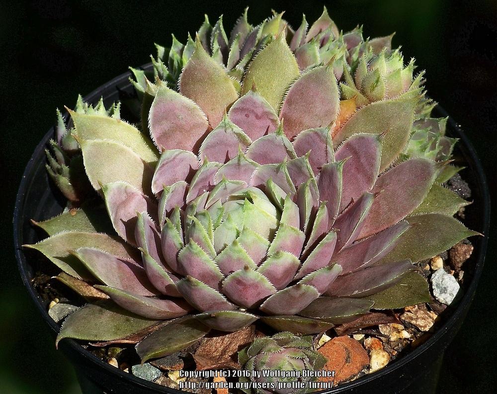 Photo of Hen and Chicks (Sempervivum 'Emma') uploaded by turini