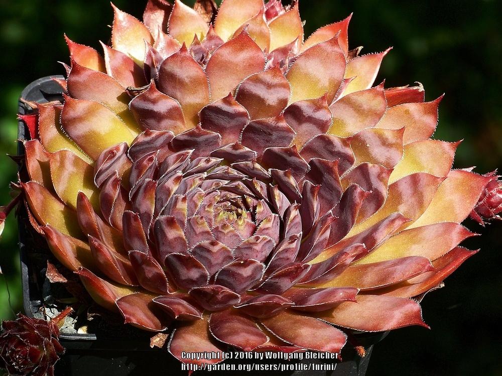 Photo of Hen and chicks (Sempervivum 'Rivale') uploaded by turini