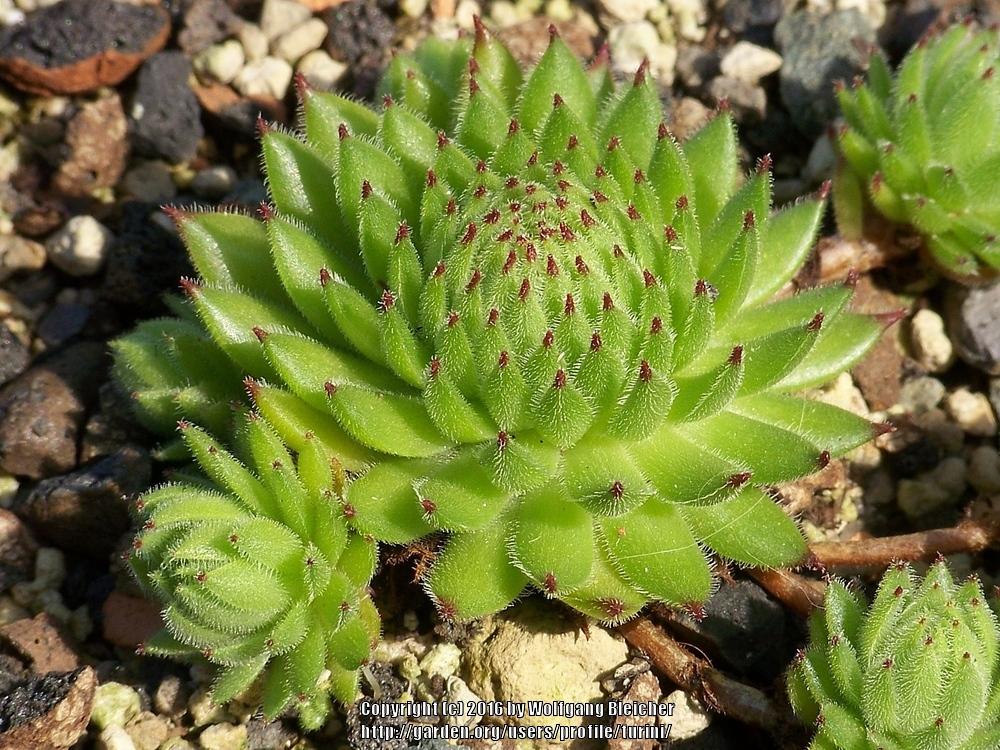 Photo of Hen and Chicks (Sempervivum 'Golden Valley') uploaded by turini