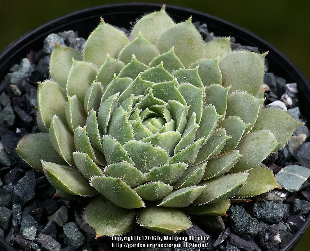 Photo of Hen and Chicks (Sempervivum 'Storm Chaser') uploaded by turini