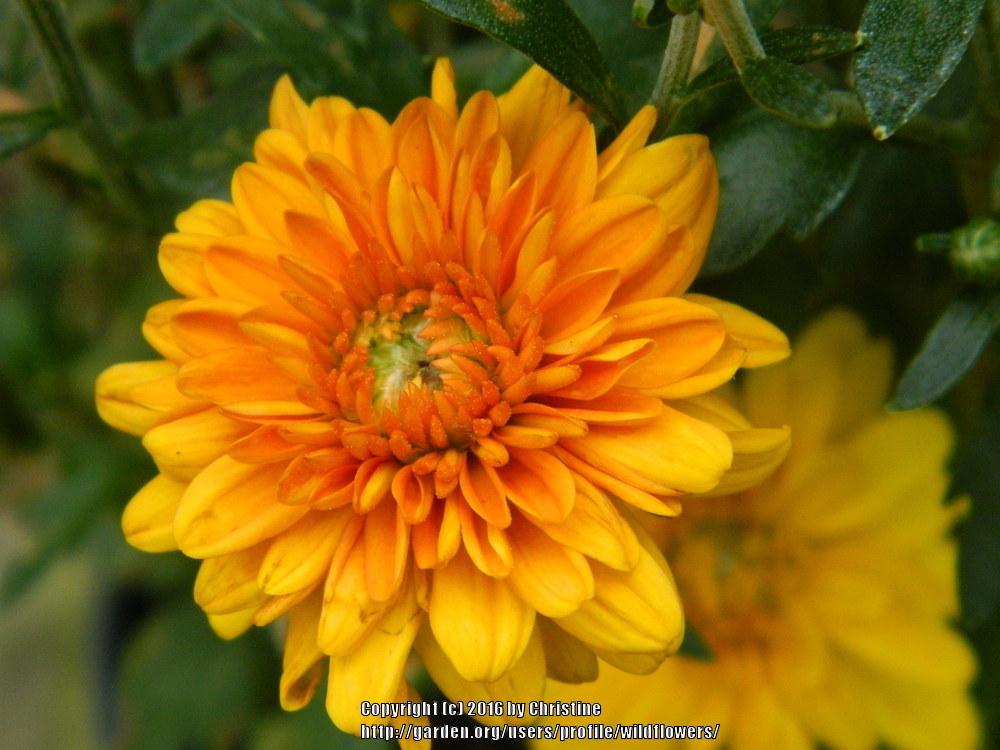 Photo of Chrysanthemum uploaded by wildflowers