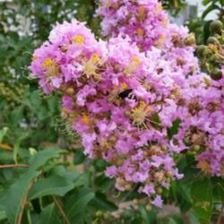 Location: My garden
Date: 2015-08-15
This crape myrtle is located in the Front Garden and as of now it