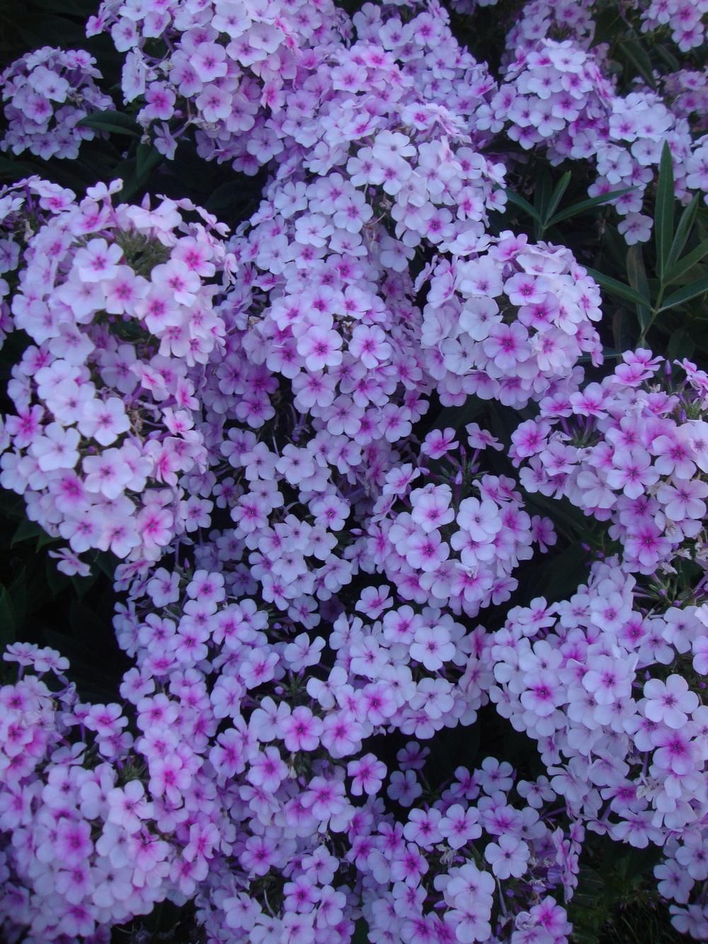 Photo of Phloxes (Phlox) uploaded by Paul2032