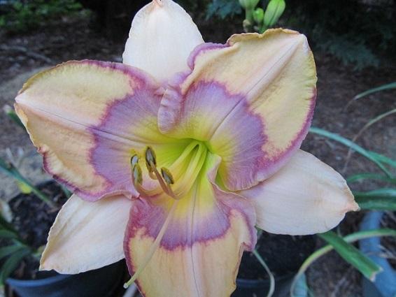 Photo of Daylily (Hemerocallis 'Tangled Up in Blue') uploaded by Sscape