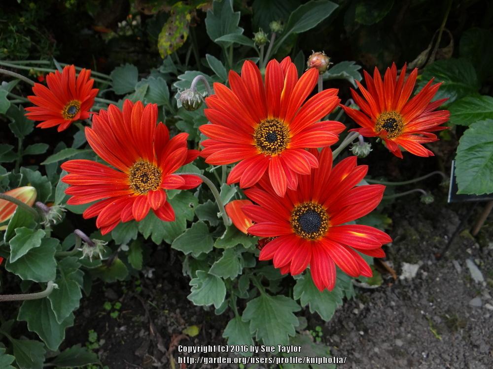 Photo of African Daisy (Arctotis The Ravers® Pumpkin Pie) uploaded by kniphofia