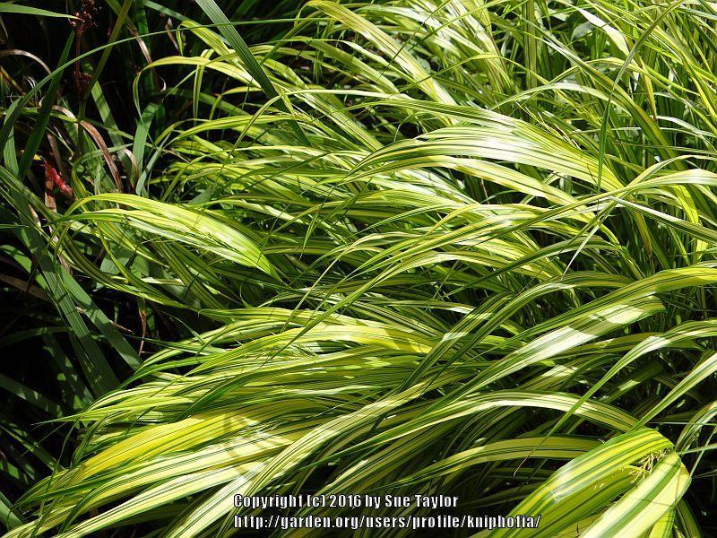 Photo of Japanese Forest Grass (Hakonechloa macra 'Aureola') uploaded by kniphofia