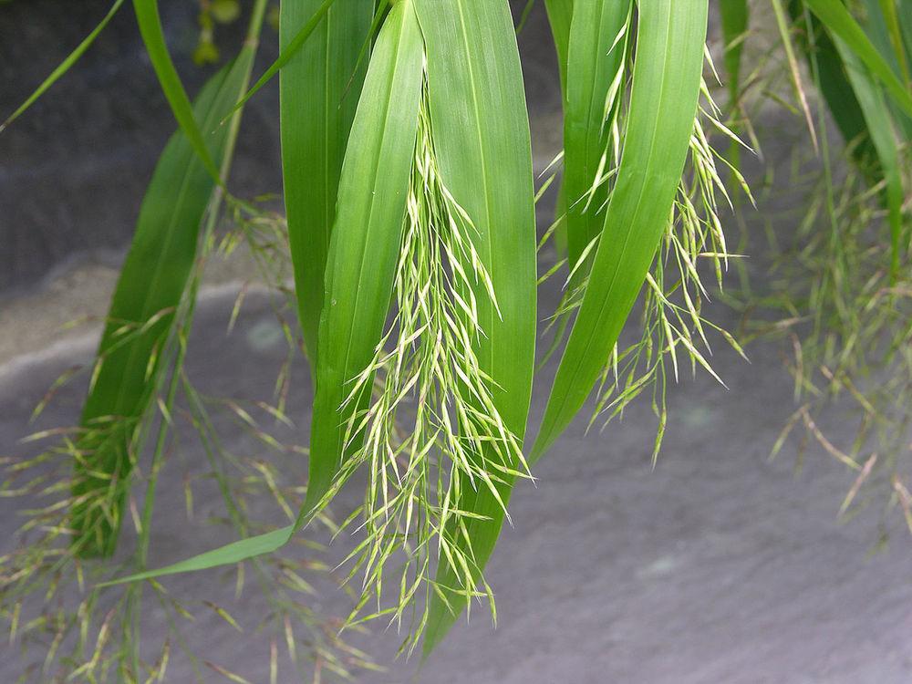 Photo of Japanese Forest Grass (Hakonechloa macra 'All Gold') uploaded by robertduval14