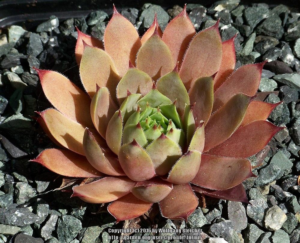 Photo of Hen and chicks (Sempervivum 'Pink Astrid') uploaded by turini