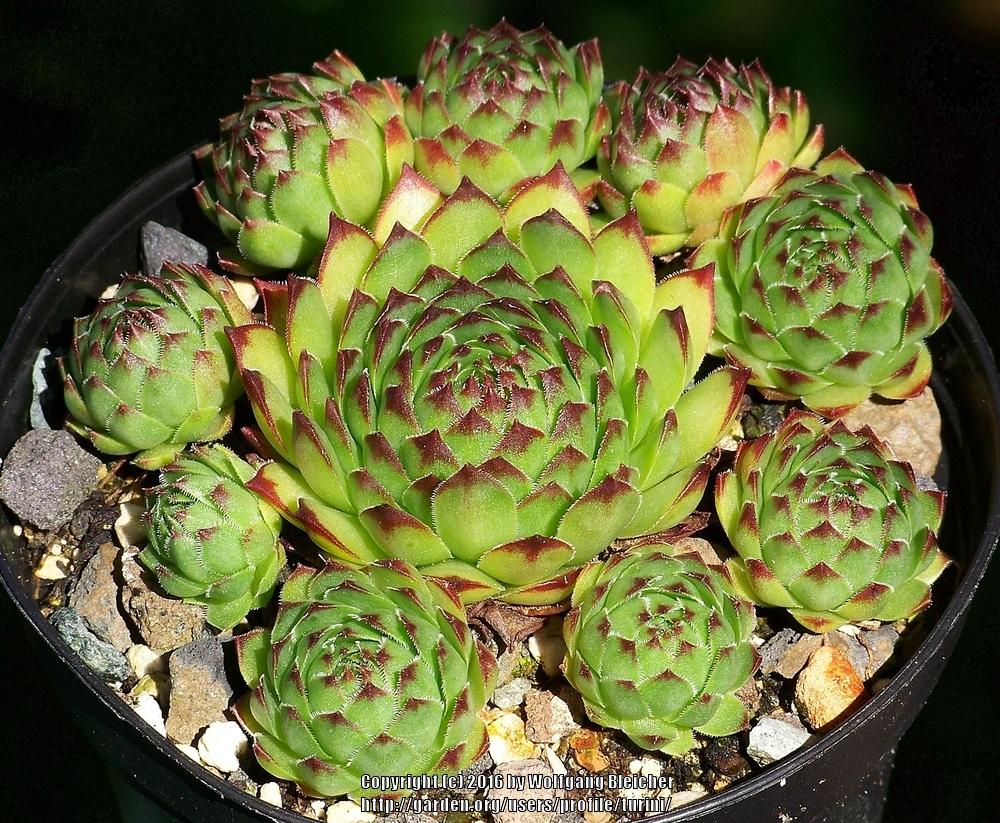 Photo of Hen and chicks (Sempervivum 'Manuel') uploaded by turini