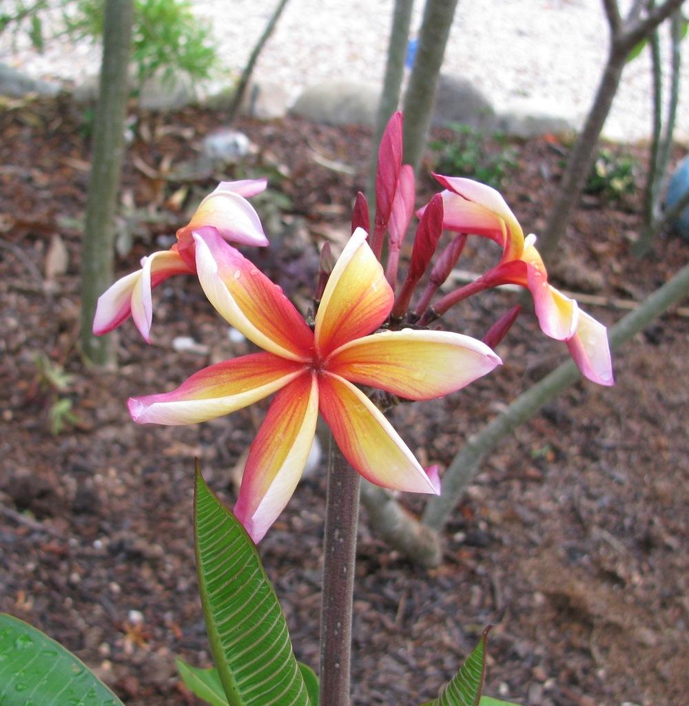 Photo of Plumeria (Plumeria rubra 'Aloha Freddy') uploaded by Dutchlady1