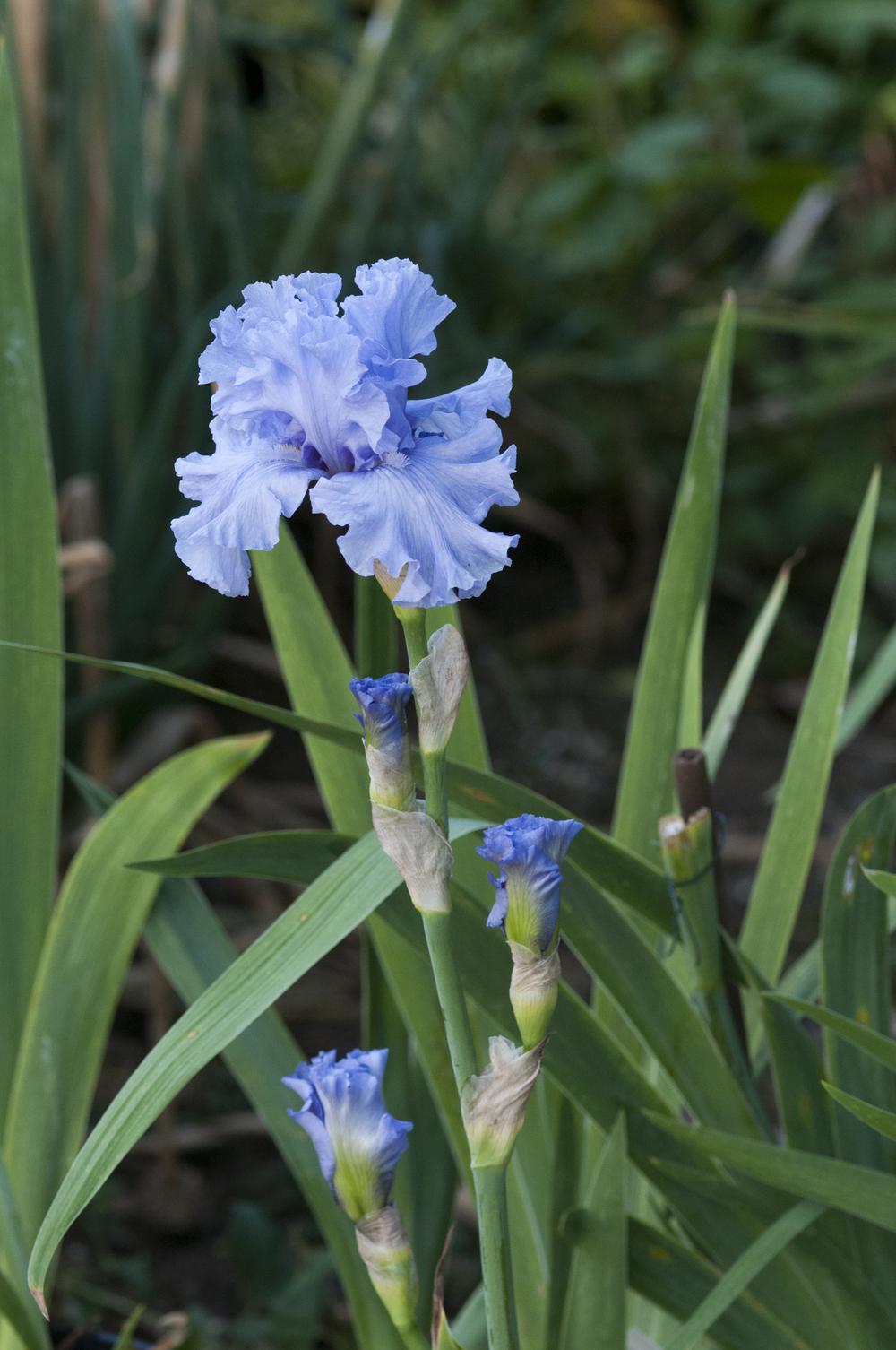 Photo of Tall Bearded Iris (Iris 'Sterling Trader') uploaded by cliftoncat