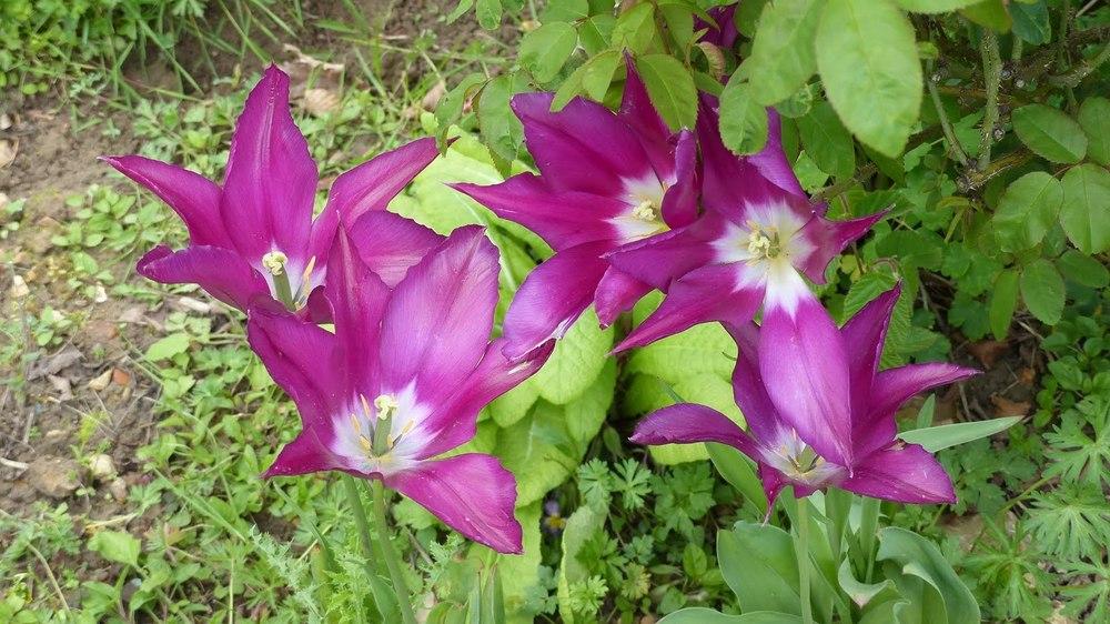 Photo of Tulip (Tulipa 'Burgundy') uploaded by mbotanas