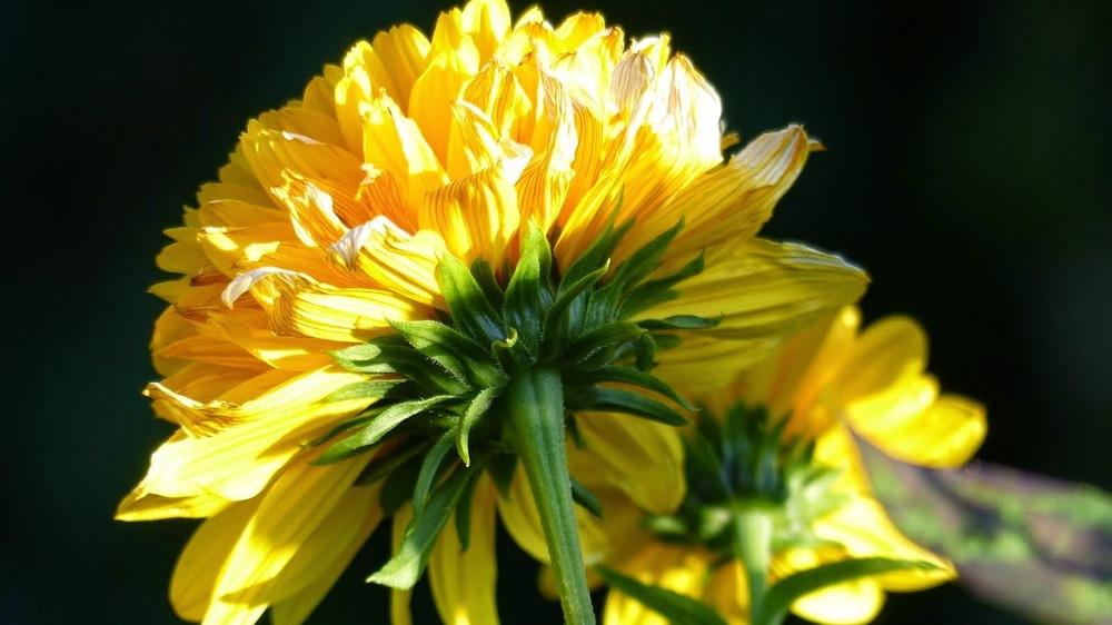 Photo of Double Thin-Leaved Sunflower (Helianthus 'Loddon Gold') uploaded by mbotanas