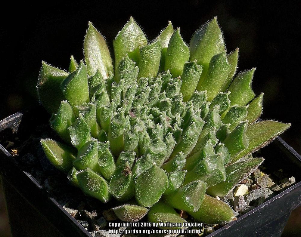 Photo of Hen and chicks (Sempervivum 'Red Oddity') uploaded by turini