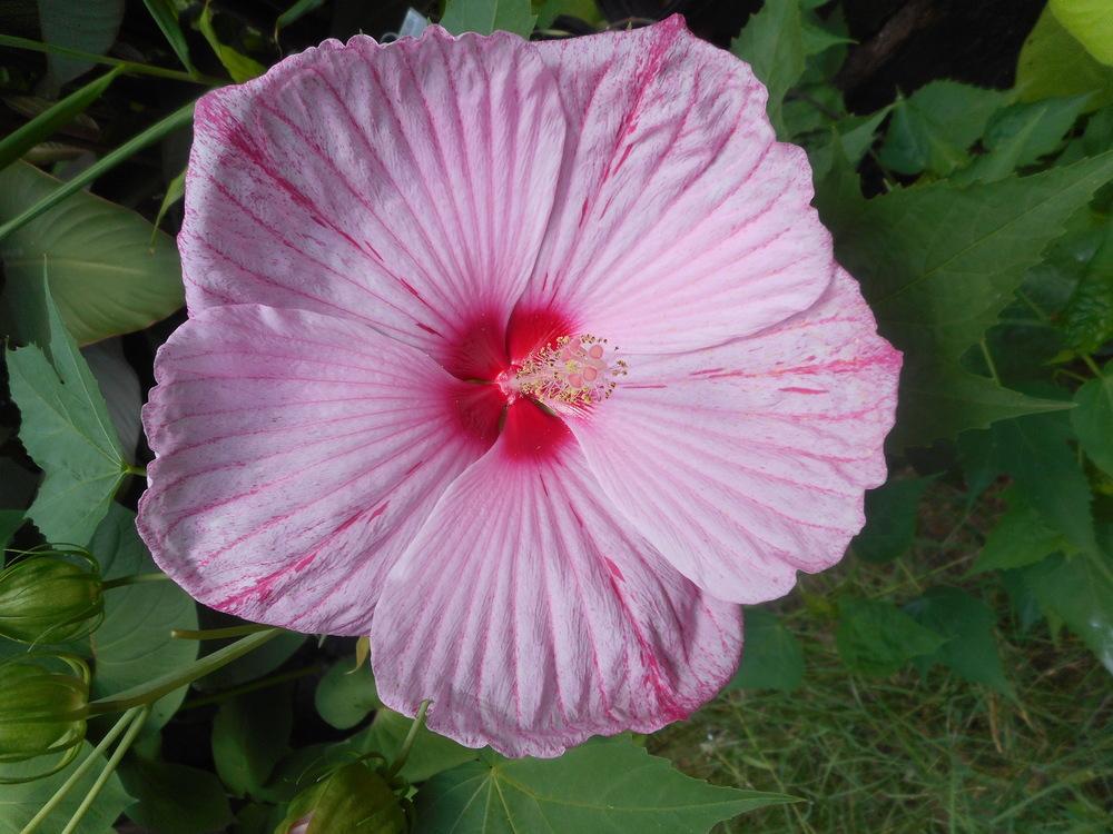 Photo of Hybrid Hardy Hibiscus (Hibiscus Cordial™ Peppermint Schnapps) uploaded by Kabby