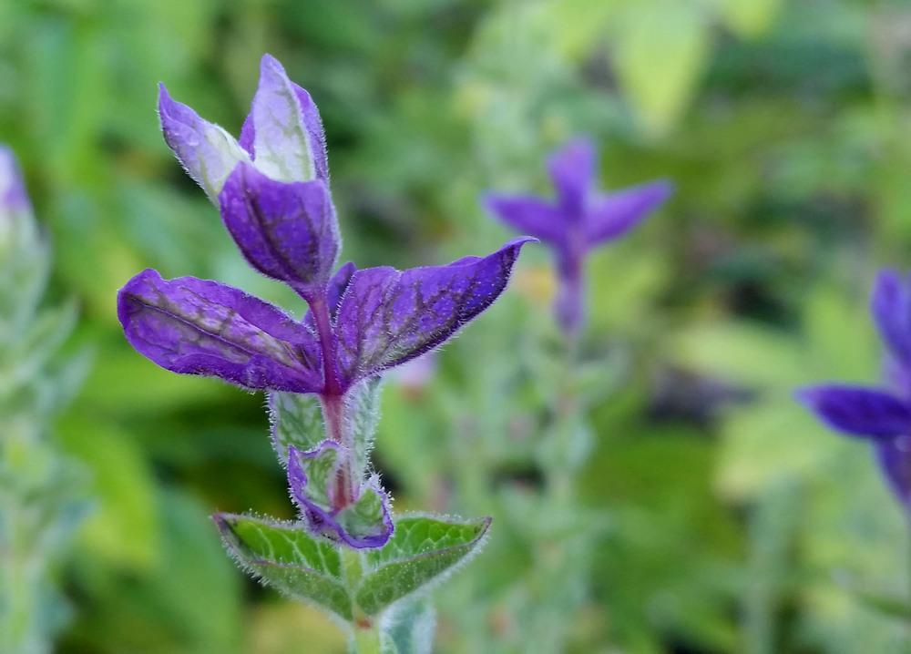 Photo of Horminum Sage (Salvia viridis 'Blue Monday') uploaded by KarenHolt