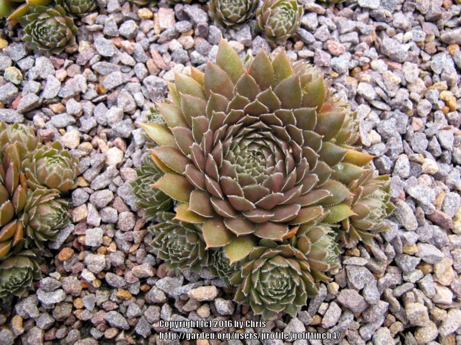 Photo of Hen and Chicks (Sempervivum 'Pink Grapefruit') uploaded by goldfinch4
