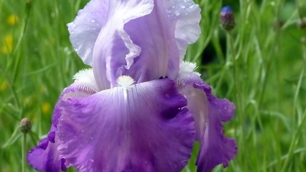 Photo of Tall Bearded Iris (Iris 'Cumulus') uploaded by mbotanas