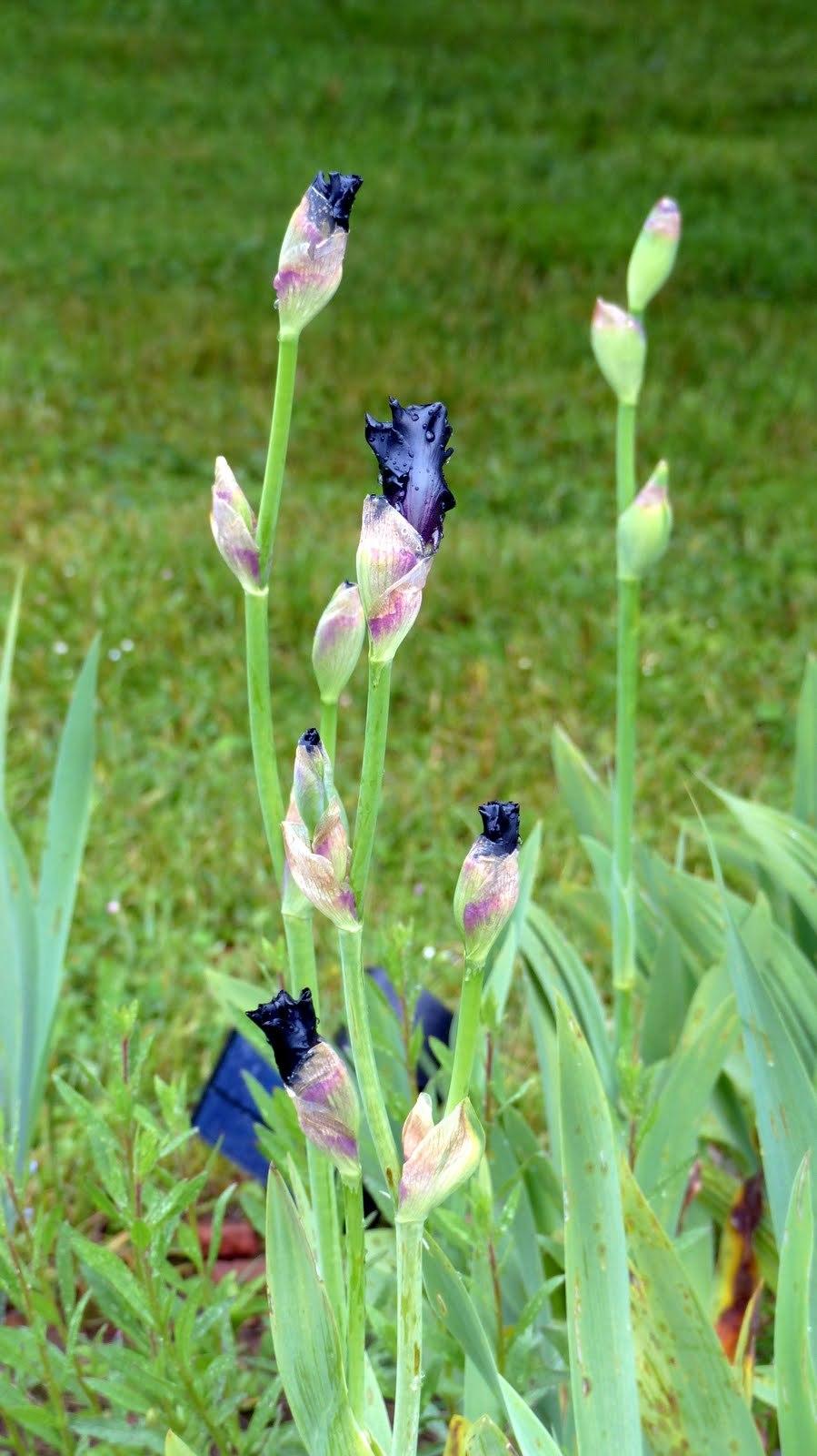 Photo of Tall Bearded Iris (Iris 'Paint It Black') uploaded by mbotanas